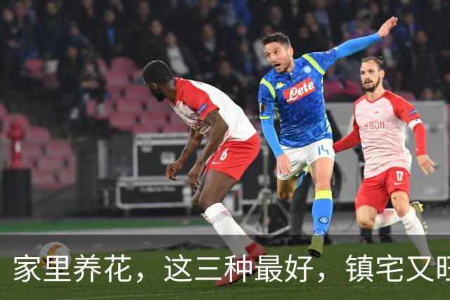 家里养花，这三种最好，镇宅又旺财，家家户户都能养